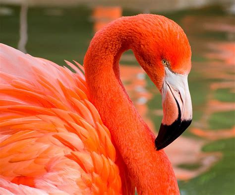 orange flamingo reviews.